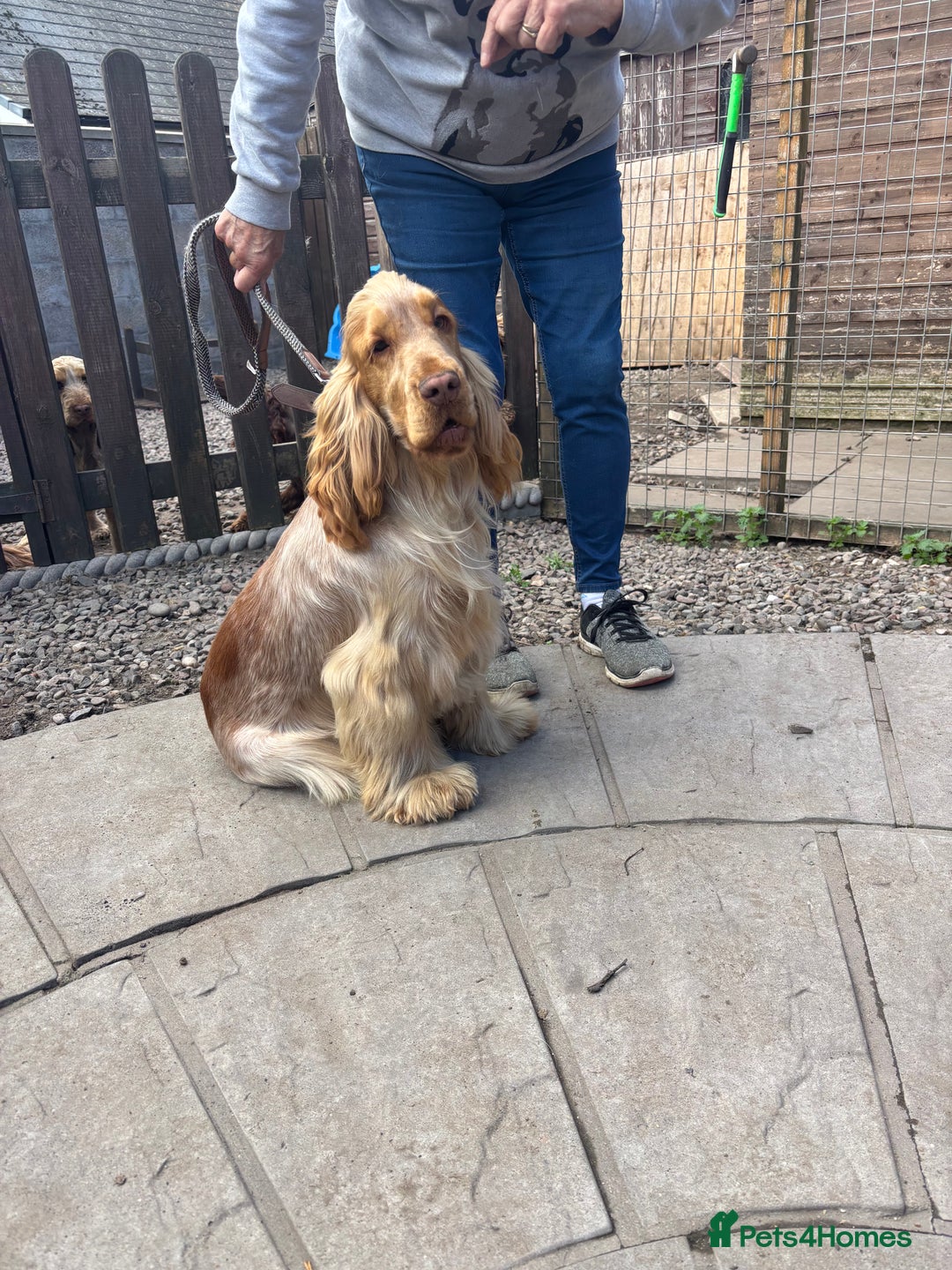 Cocker Spaniel dogs for sale: Show cocker spaniel pups  - Image 18
