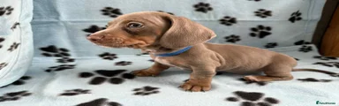 Miniature Dachshund Puppy 2