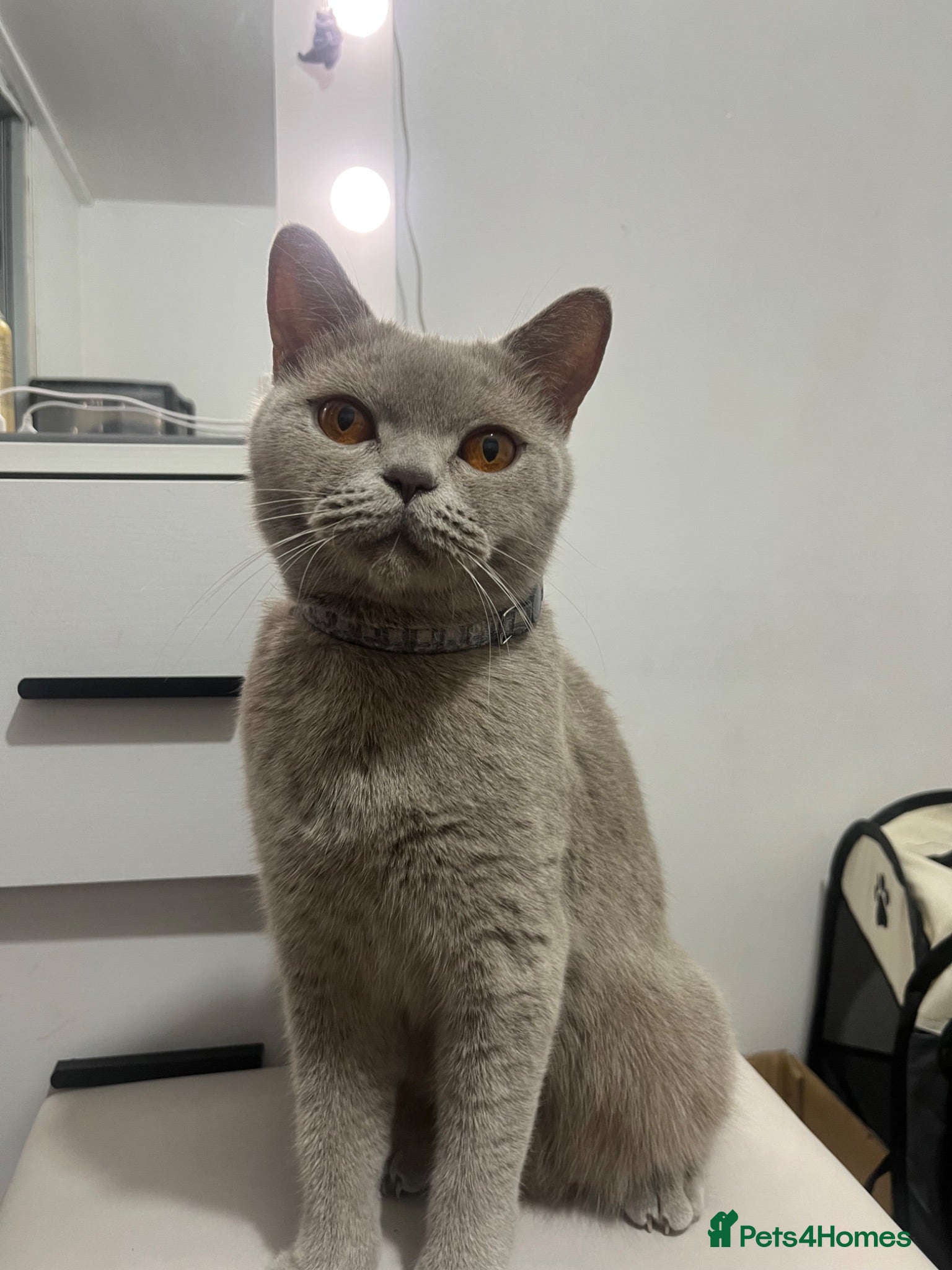 British Shorthair cats 3 BRITISH SHORTHAIR KITTENS FOR SALE - Advert 1