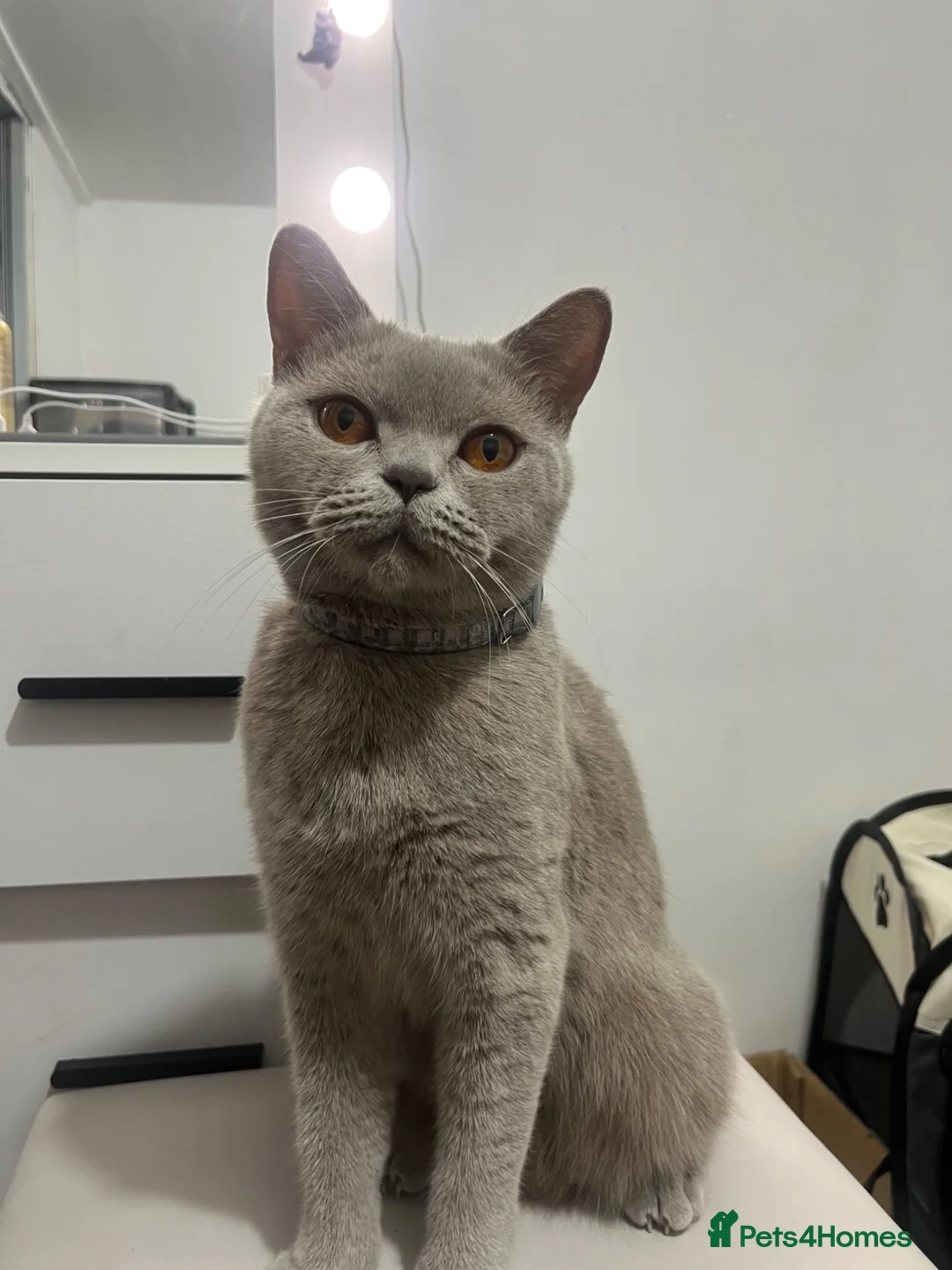 British Shorthair cats for sale: 3 BRITISH SHORTHAIR KITTENS FOR SALE in Barking - Advert 1