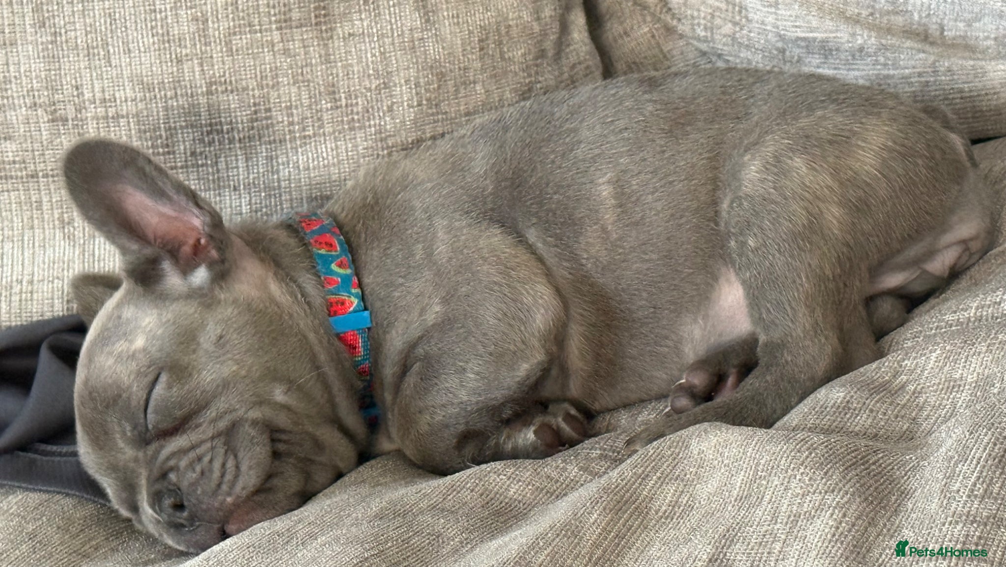 French Bulldog dogs for sale: Beautiful blue female micro French bulldog - Advert 5