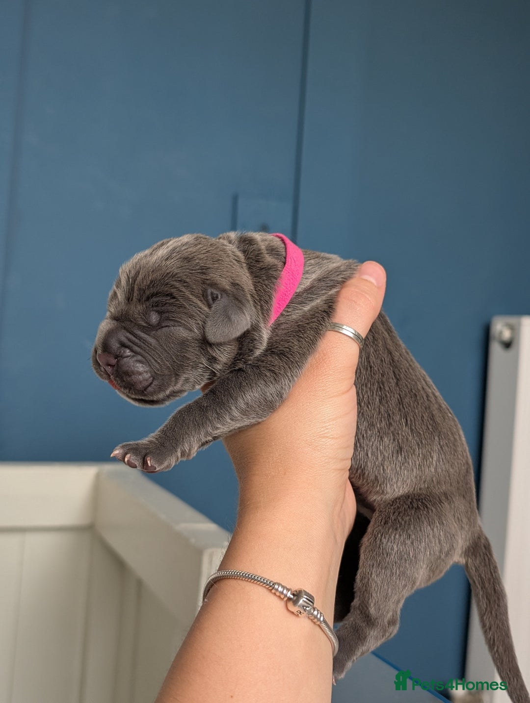 Cane Corso dogs for sale: European cane corsos  - Image 25