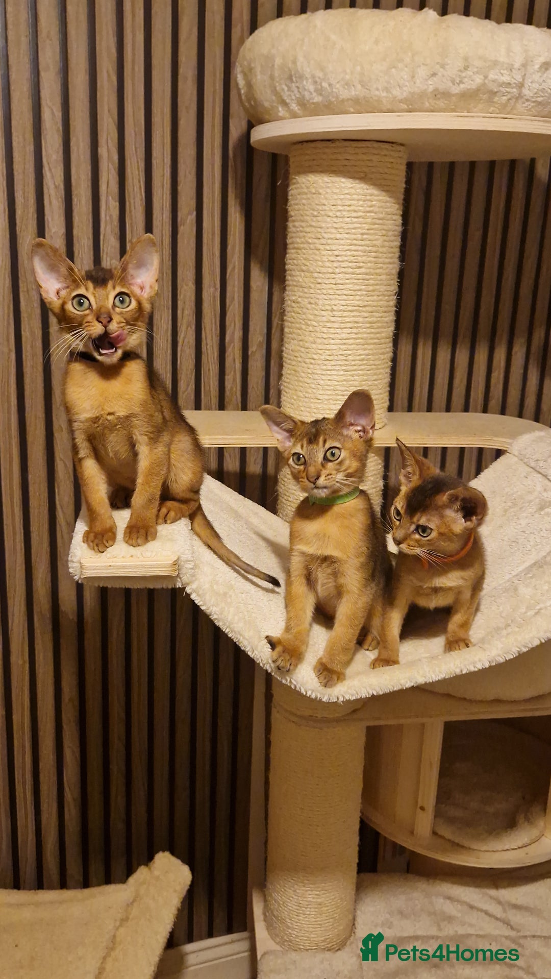 Abyssinian cats for sale: Pure Abyssian kittens ❤️ - Advert 14