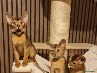 Abyssinian cats Pure Abyssian kittens ❤️ - Advert 7