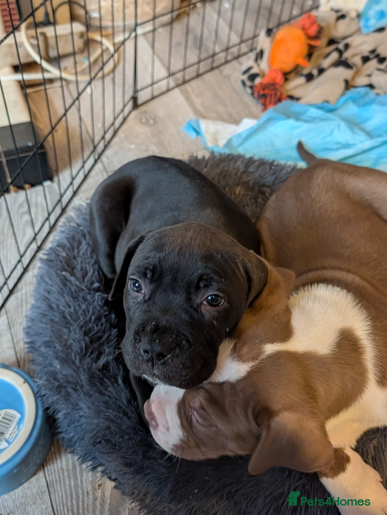 Mixed Breed dogs Female cane corso cross staff - Advert 1