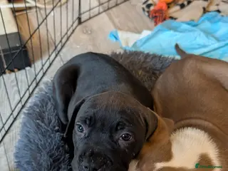 Mixed Breed dogs Female cane corso cross staff - Advert 1