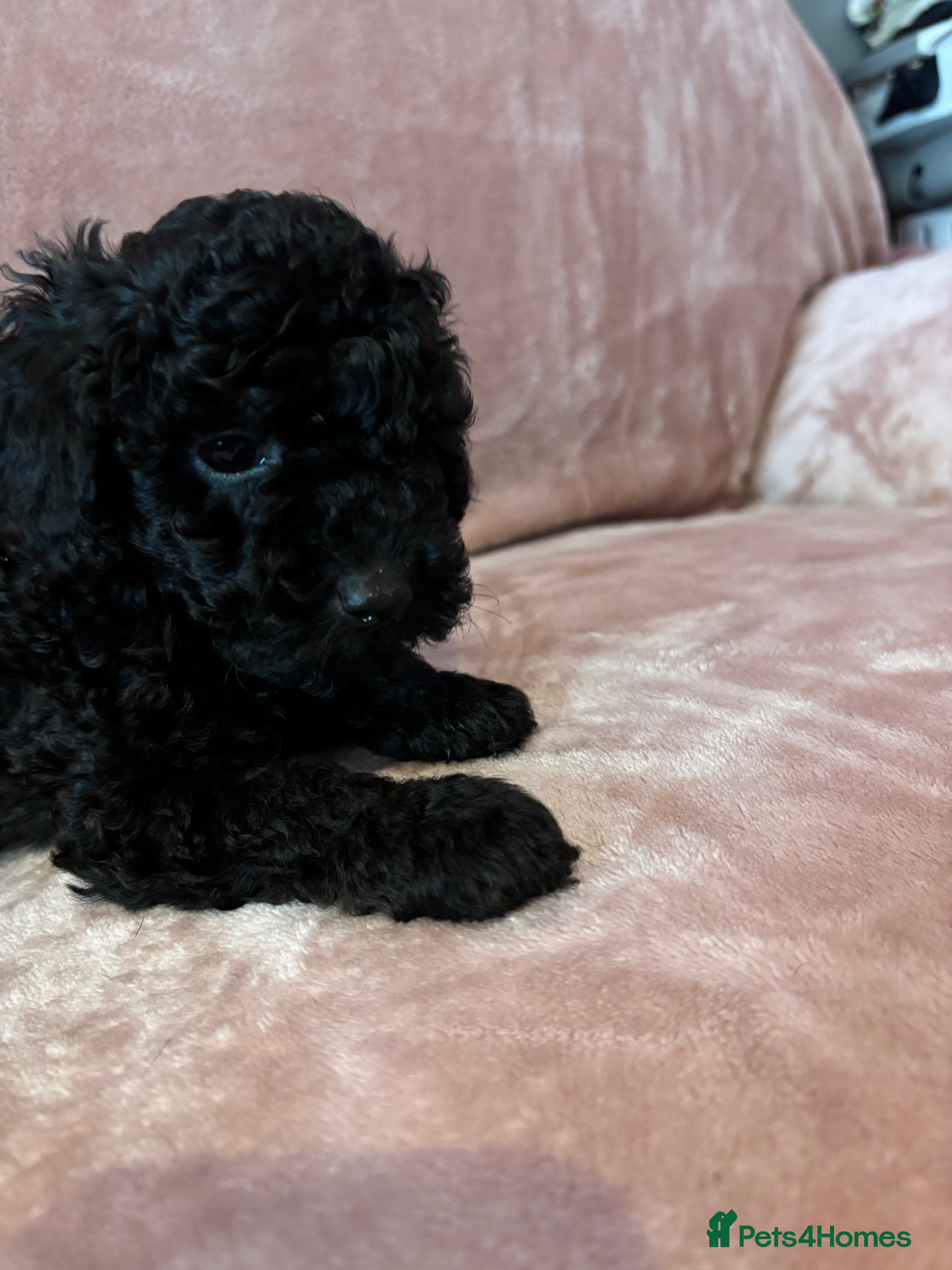 Toy Poodle dogs Stunning toy poodle puppies - Advert 5