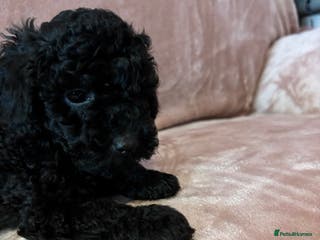 Toy Poodle dogs Stunning toy poodle black puppy - Advert 11