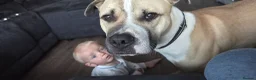 Mixed Breed dogs for sale: Mastiff x boxer  - Advert 3