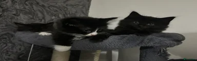 Fully black ragdoll girl