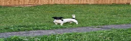 Jackshund dogs for sale: Ralphy  - Advert 6