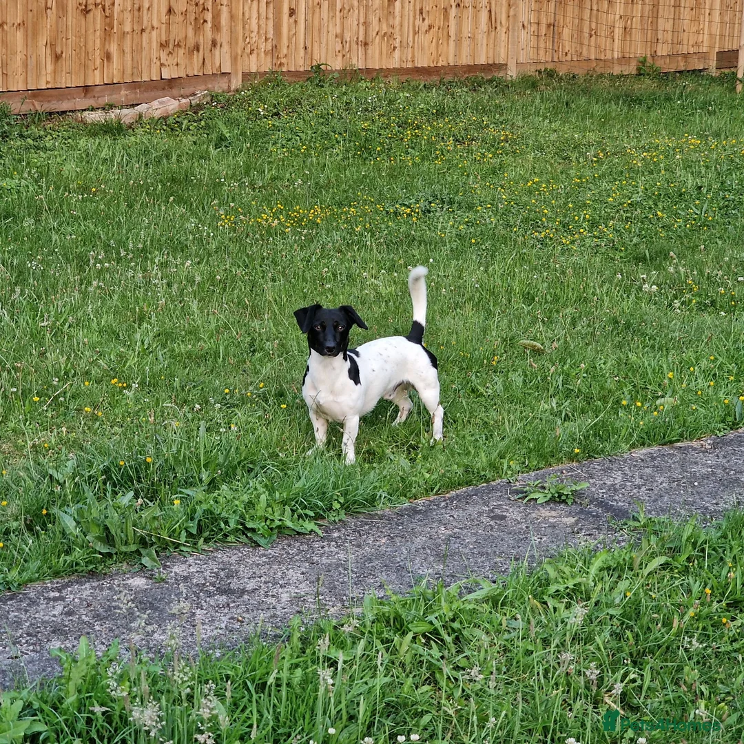 Jackshund dogs for sale: Ralphy  - Advert 6