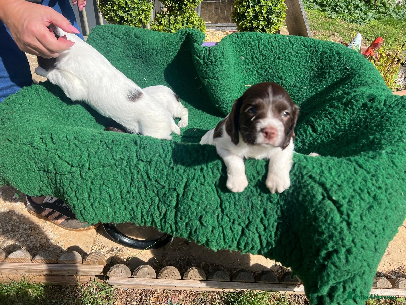 English Springer Spaniel dogs KC reg Springer spaniel Pups - Advert 2