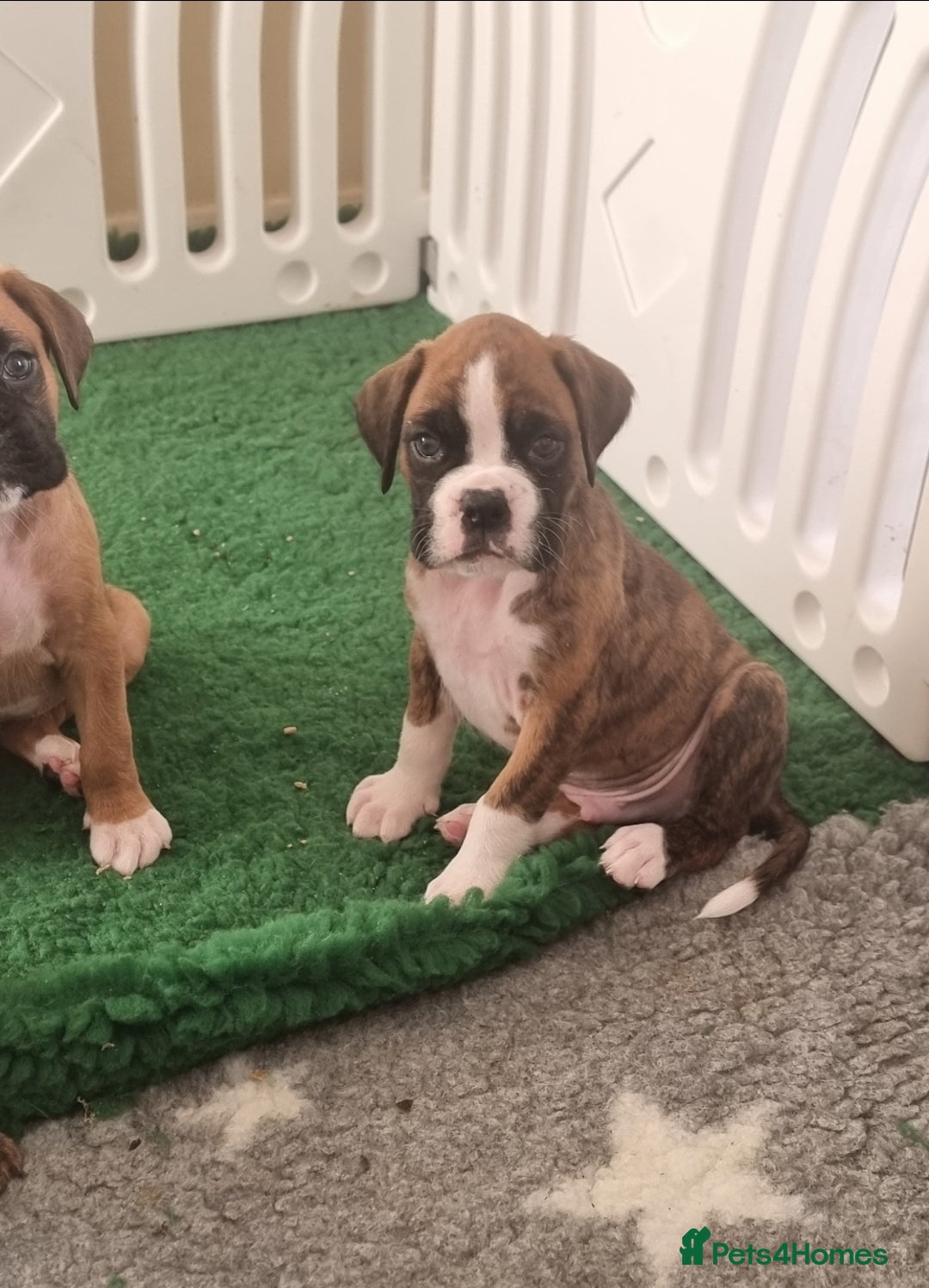Boxer dogs for sale:   Outstanding  KC Boxer puppies - Advert 7