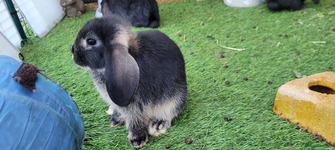 Mini Lop rabbits for sale: Beautiful Mini Lops - READY TO LEAVE  - Image 10
