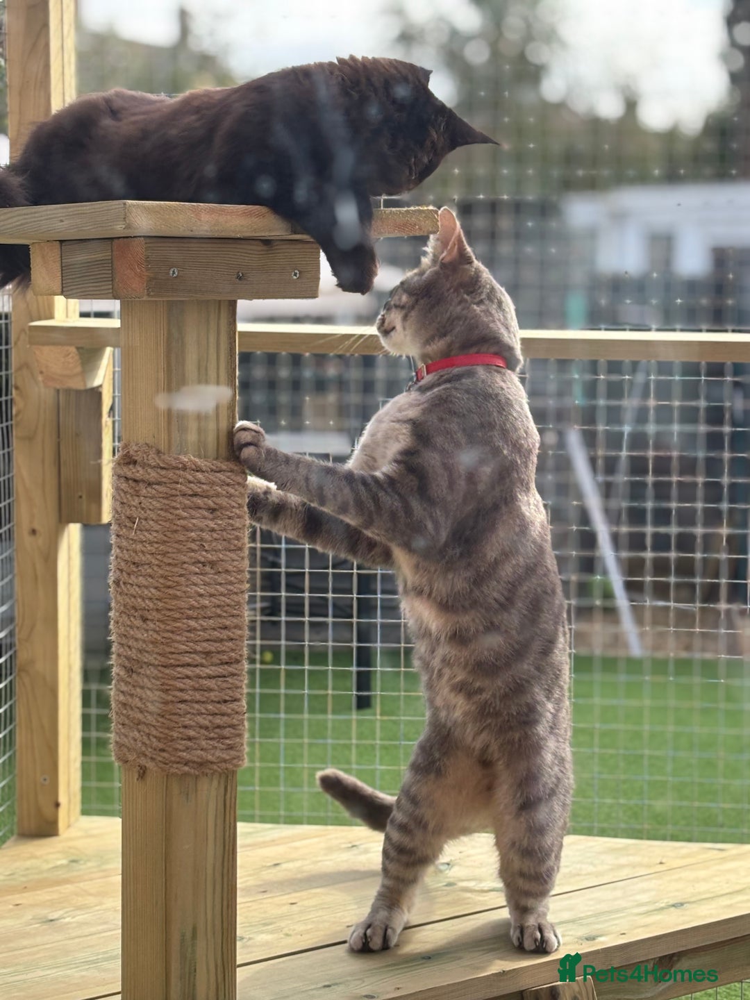 Siamese cats for sale: Male Siamese Cross  - Image 2