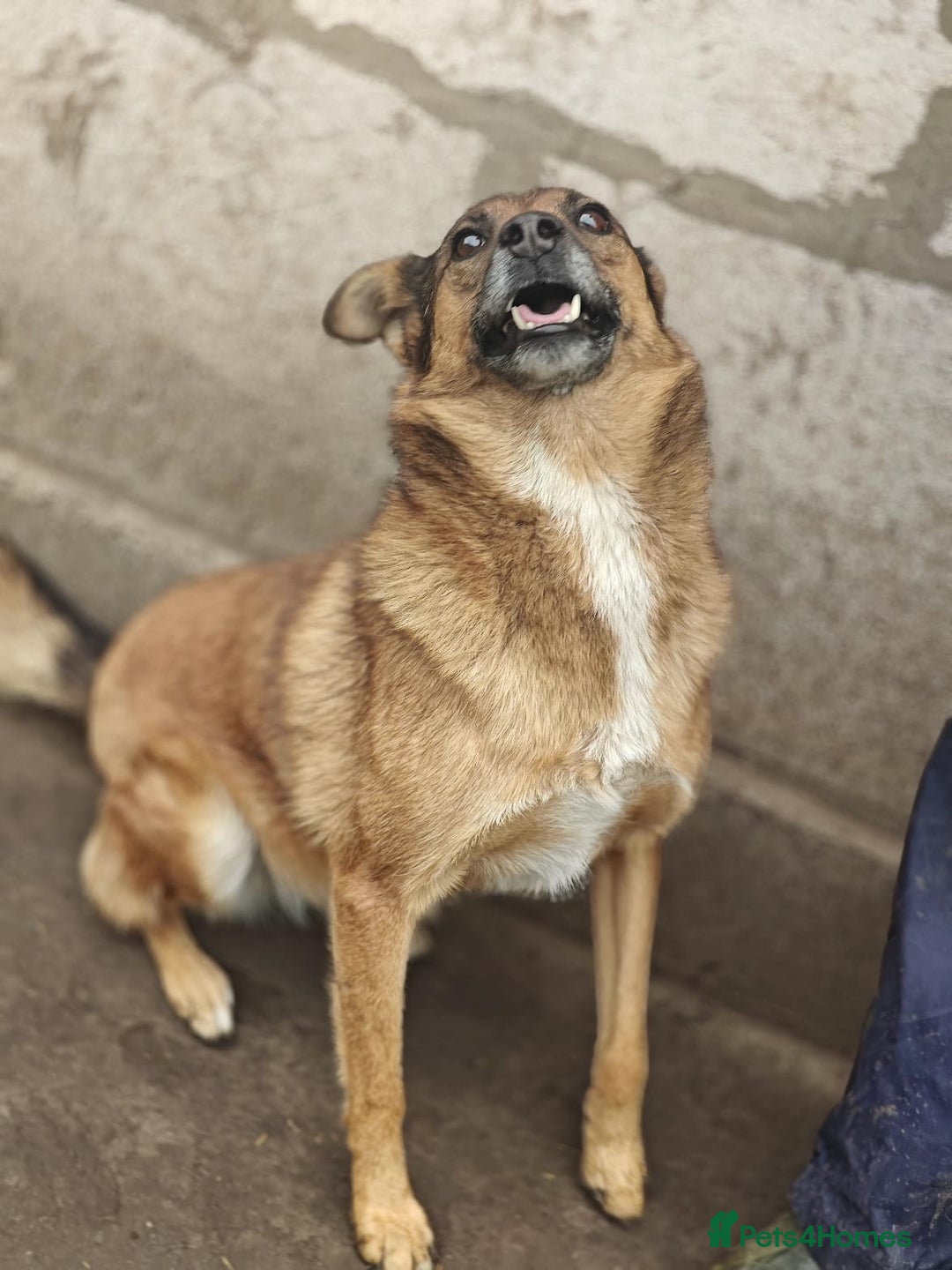 Mixed Breed dogs for adoption: 💖🐶 LARA 🐶💖 - Image 20