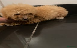 Cavapoochon dogs for sale: Cavapoochon puppys  - Image 2