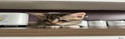 Mixed Breed cats for sale: Tabby kittens for sale in Plymouth - Advert 7