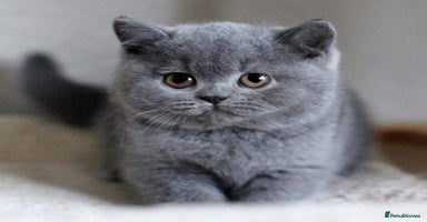 British Shorthair cats in Blackpool - Advert 5