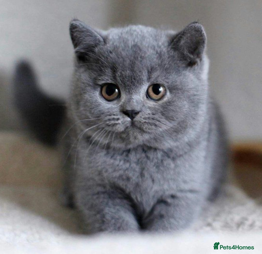 British Shorthair cats for sale: British shorthair  in Blackpool - Image 2