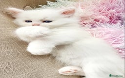 Siberian cats for sale: Siberian kittens are looking for a forever home🌹 - Image 10