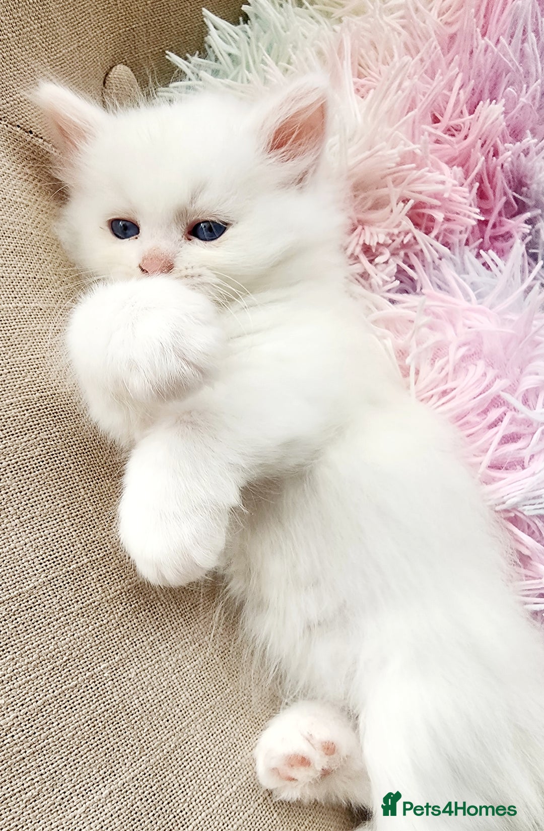 Siberian cats for sale: Siberian kittens are looking for a forever home🌹 - Image 10