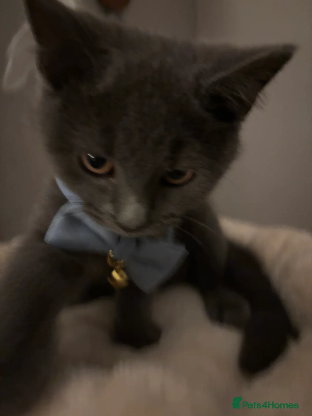 British Shorthair cats for sale: British Shorthair Male Kitten in Birmingham - Advert 4