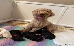 Maltipoo dogs for sale: Gorgeous 4-week-old Maltipoo puppies  - Image 9