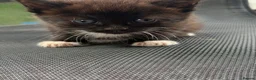 Mixed Breed cats for sale: Sweet little kittens for sale! - Advert 8