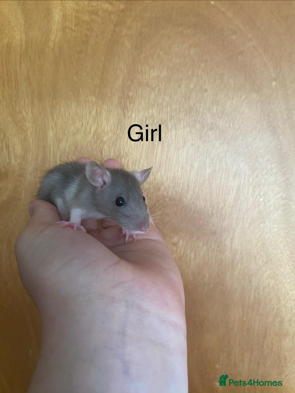 Rat rodents for sale: Mixed sexed baby rats in Chelmsford - Advert 21