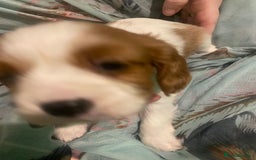 Cavalier King Charles Spaniel dogs for sale: Cavalier King Charles Spaniel Puppies - Advert 13