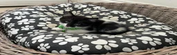 Mixed Breed cats for sale: beautiful shorthair/longhair kittens  - Advert 15