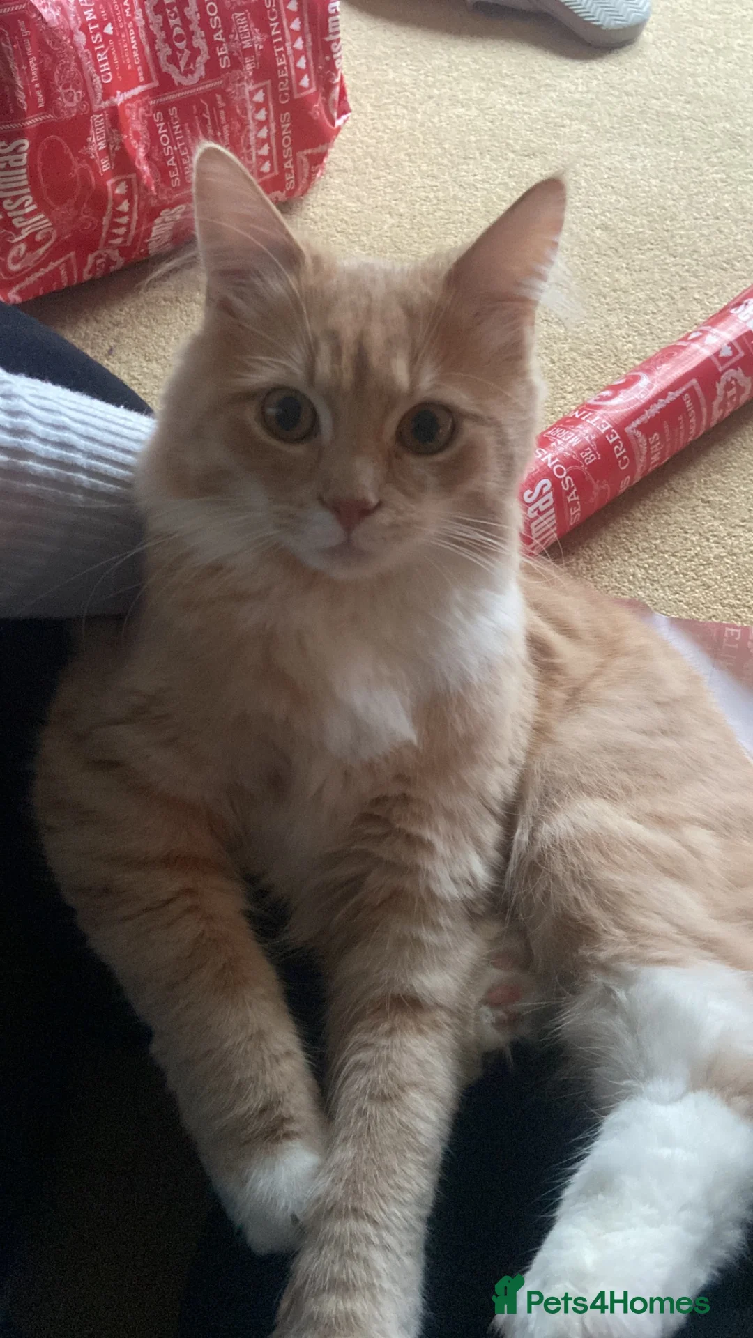 Mixed Breed cats for sale: Coco and kiwi  - Advert 27