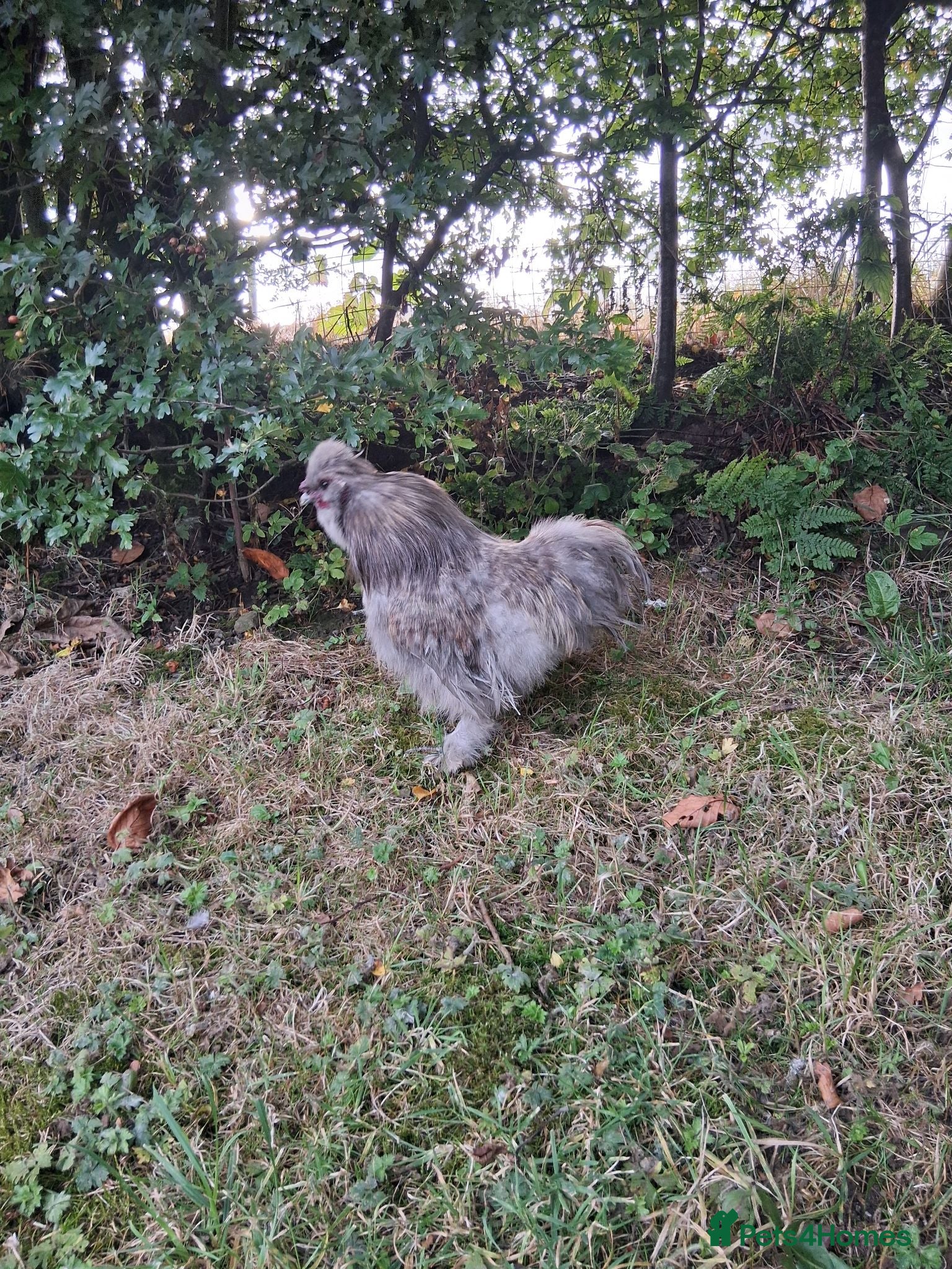 Mixed Breed poultry 1 silkie Cockerel and a Drake - Advert 7