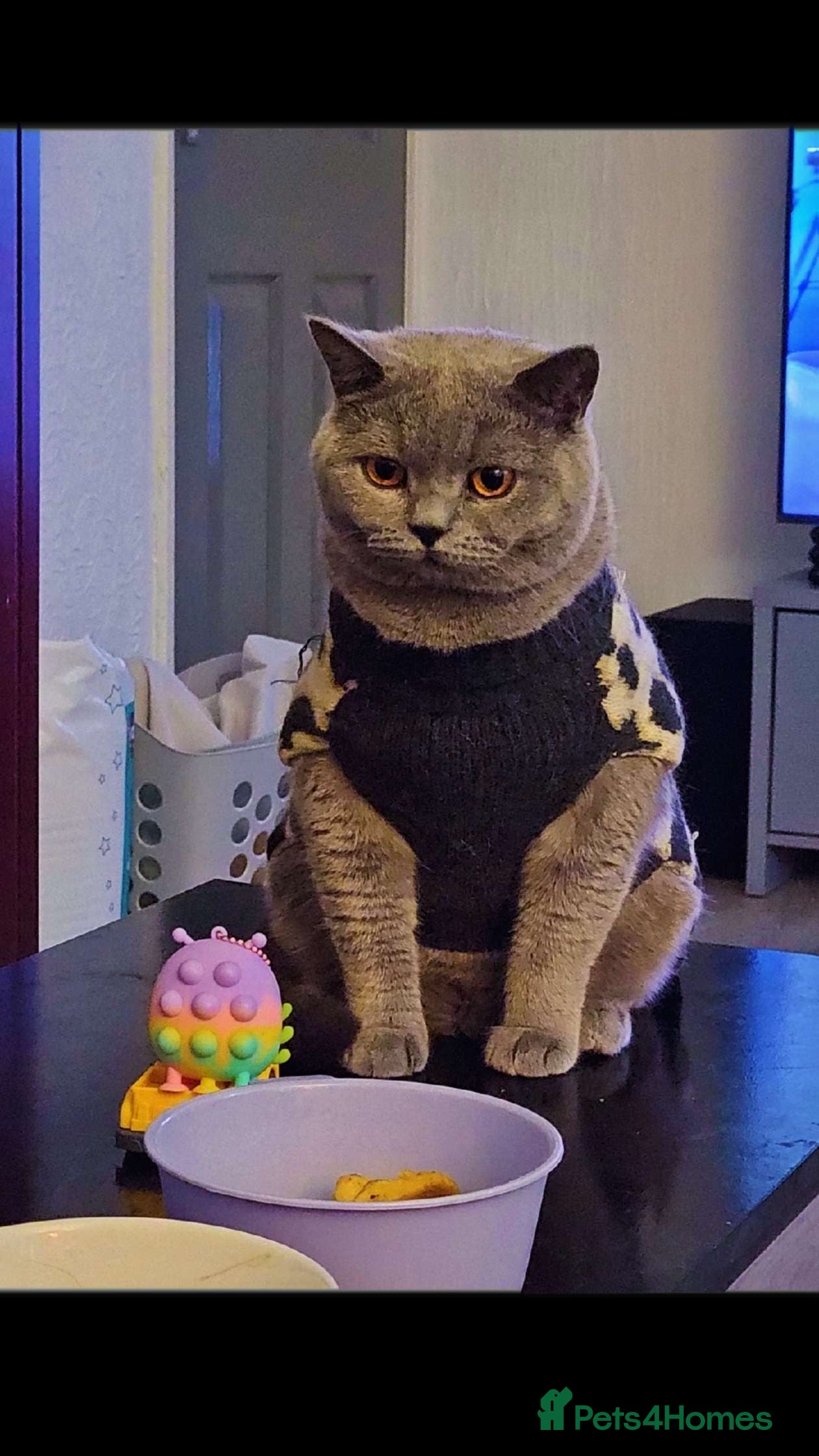 British Shorthair cats Mario British shorthair ( Rehome no charge)  - Advert 1