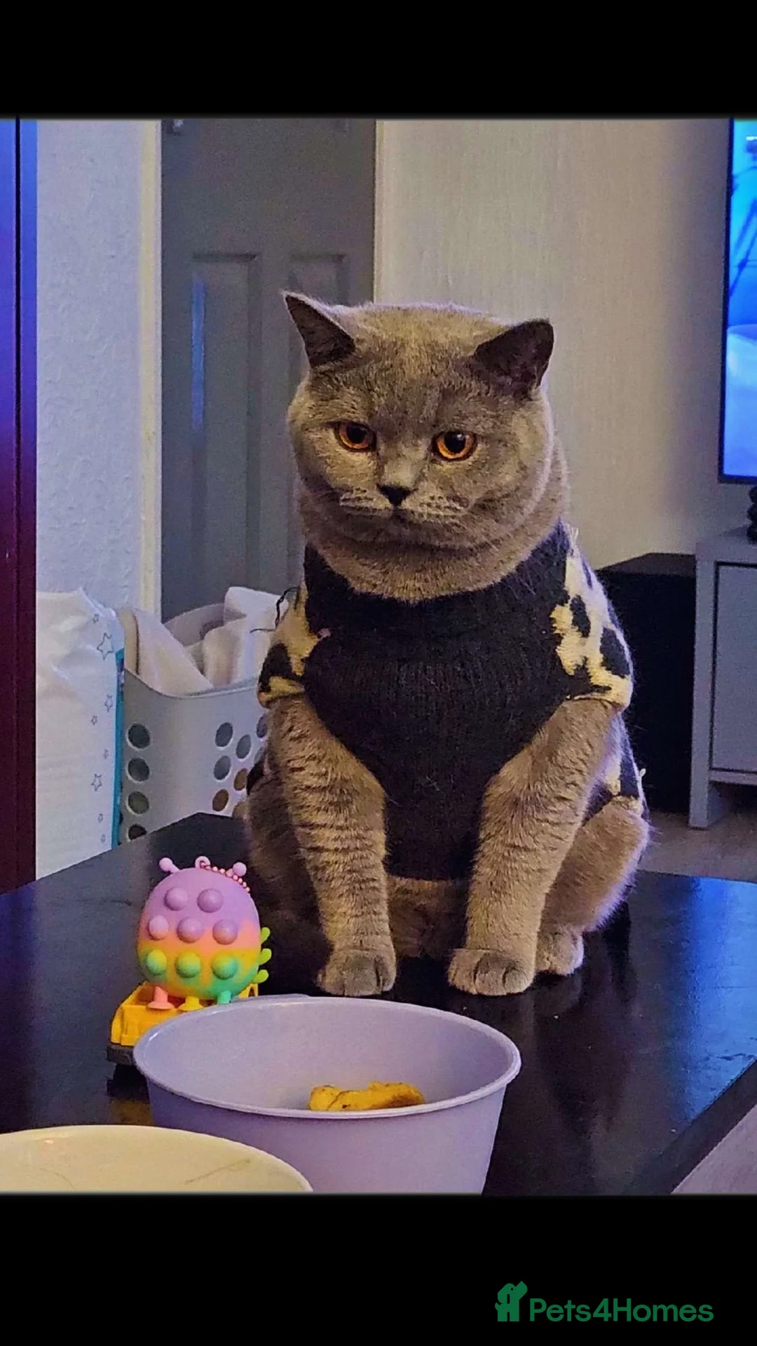 British Shorthair cats for sale: Mario British shorthair ( Rehome no charge)  - Advert 1