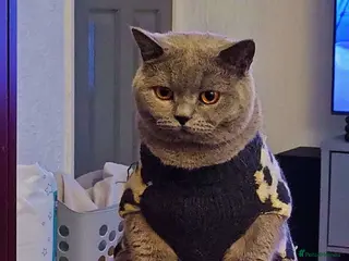 British Shorthair cats Mario British shorthair ( Rehome no charge) - Advert 1