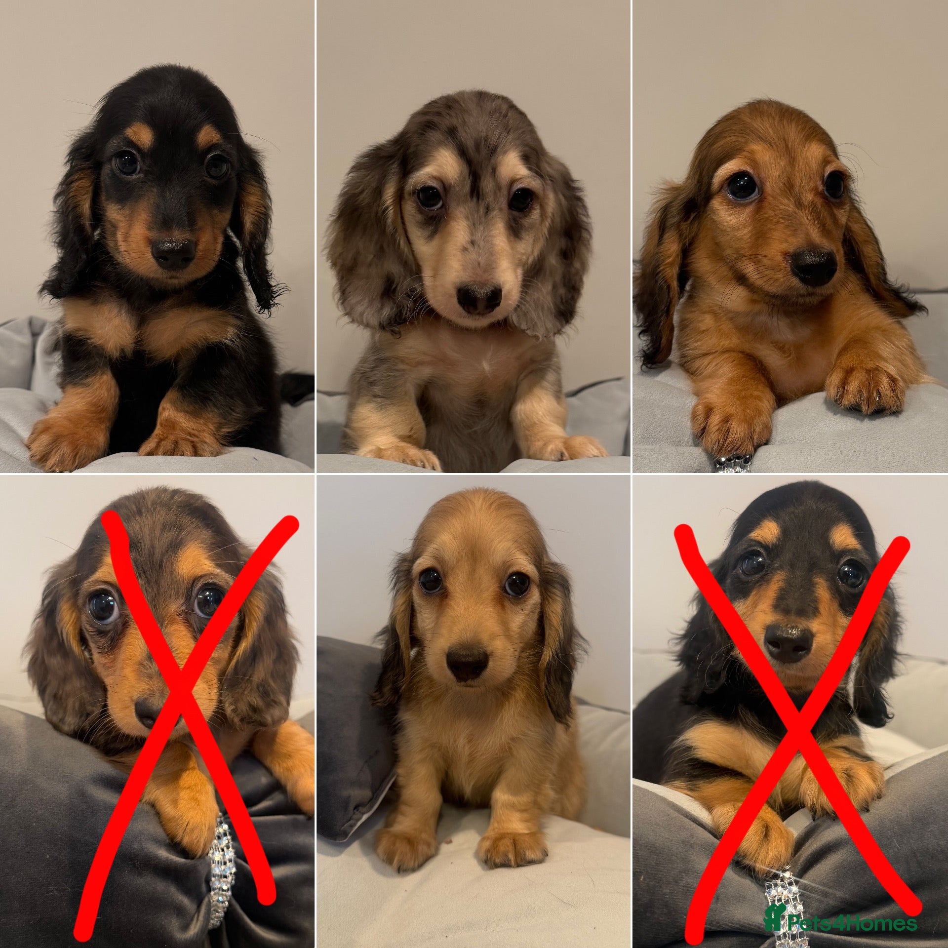 Miniature Dachshund dogs READY NOW Kc reg boys & girls - Advert 9