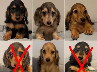 Miniature Dachshund dogs READY NOW Kc reg boys & girls - Advert 9