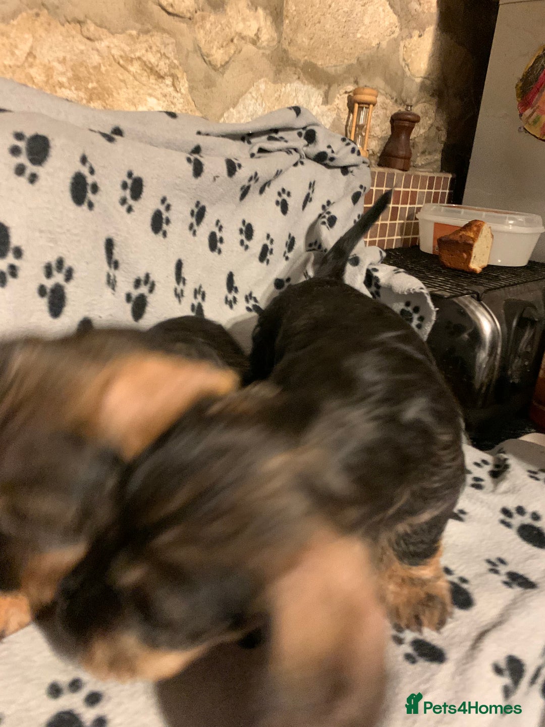 Dachshund dogs for sale: Standard wirehaired dachshund  - Advert 35