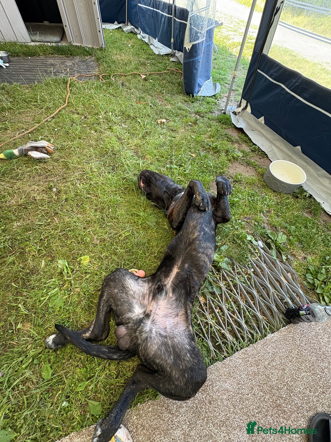 Cane Corso dogs for sale: Clay cane corso - Image 2