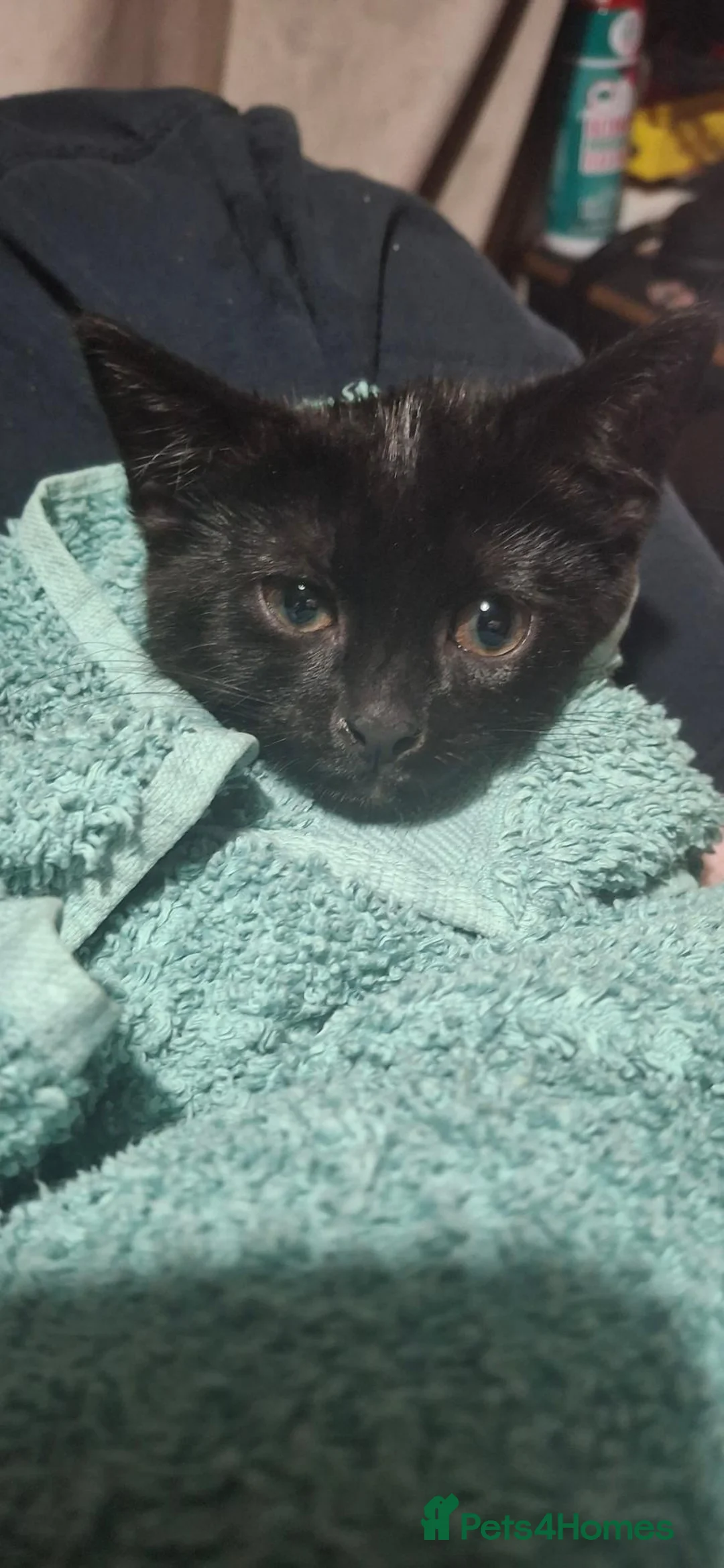 Mixed Breed cats for sale: Full of life little gizmo  in Bradford - Advert 3