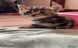 British Shorthair cats for sale: 4 tabby kittens  - Image 3