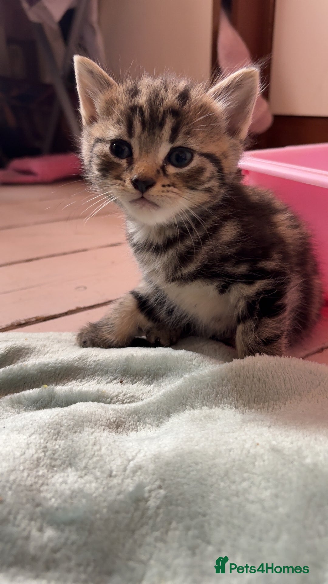 British Shorthair cats for sale: 4 tabby kittens  - Image 3