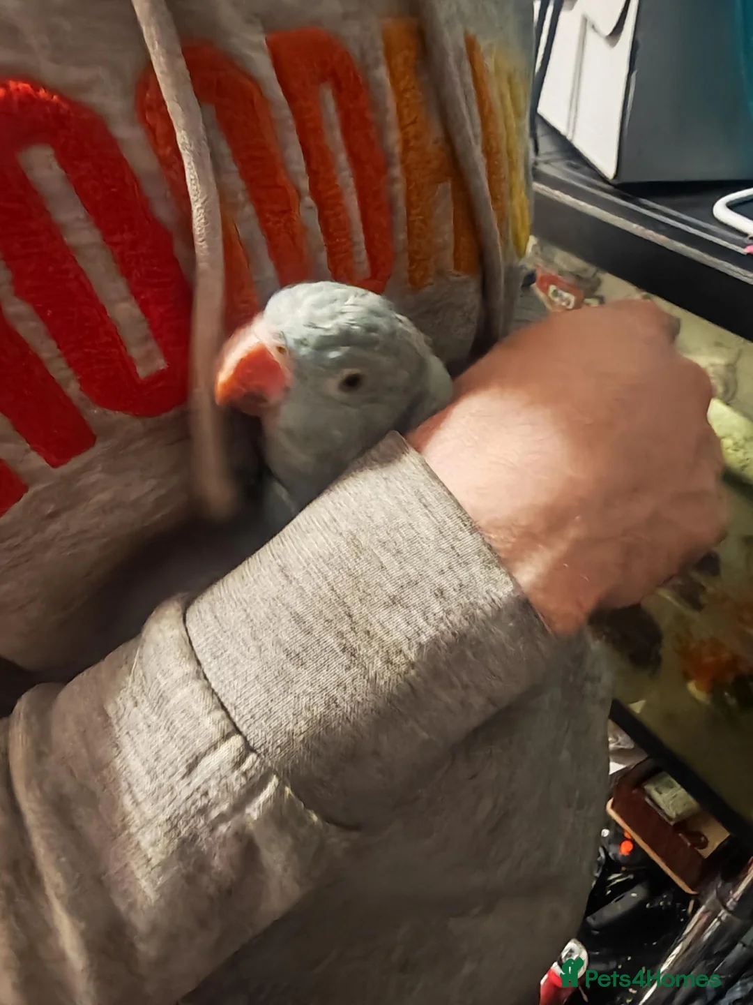 Ringnecks birds for sale: Blue ring neck for sale  in Bridgend - Advert 2