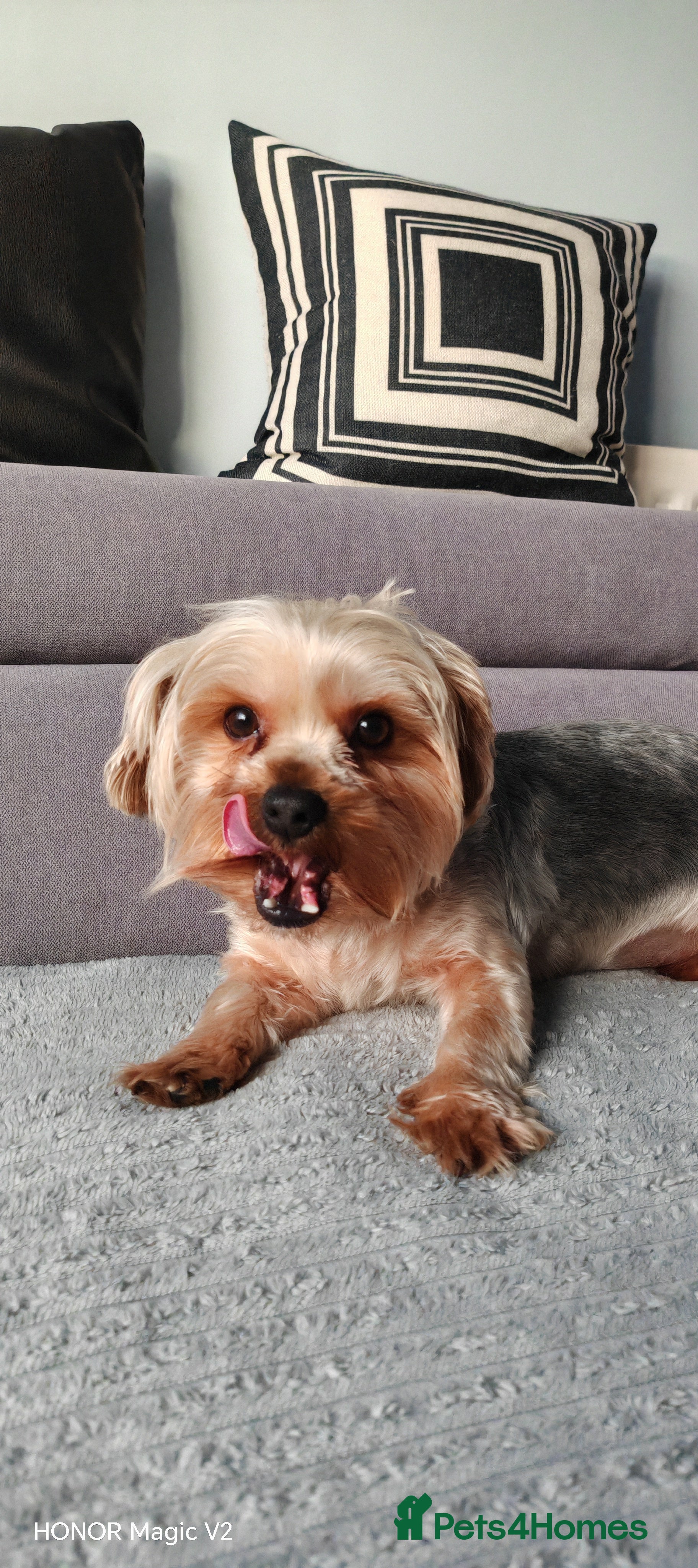 Yorkshire Terrier dogs 2 year old Yorkshire Terrier Male - Advert 6