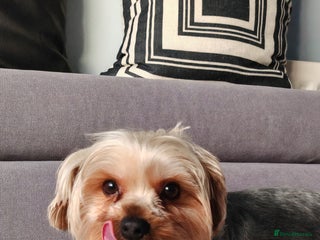 Yorkshire Terrier dogs 2 year old Yorkshire Terrier Male - Advert 9