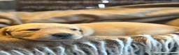 Labrador Retriever dogs for sale: Gorgeous Labrador puppies  - Advert 6