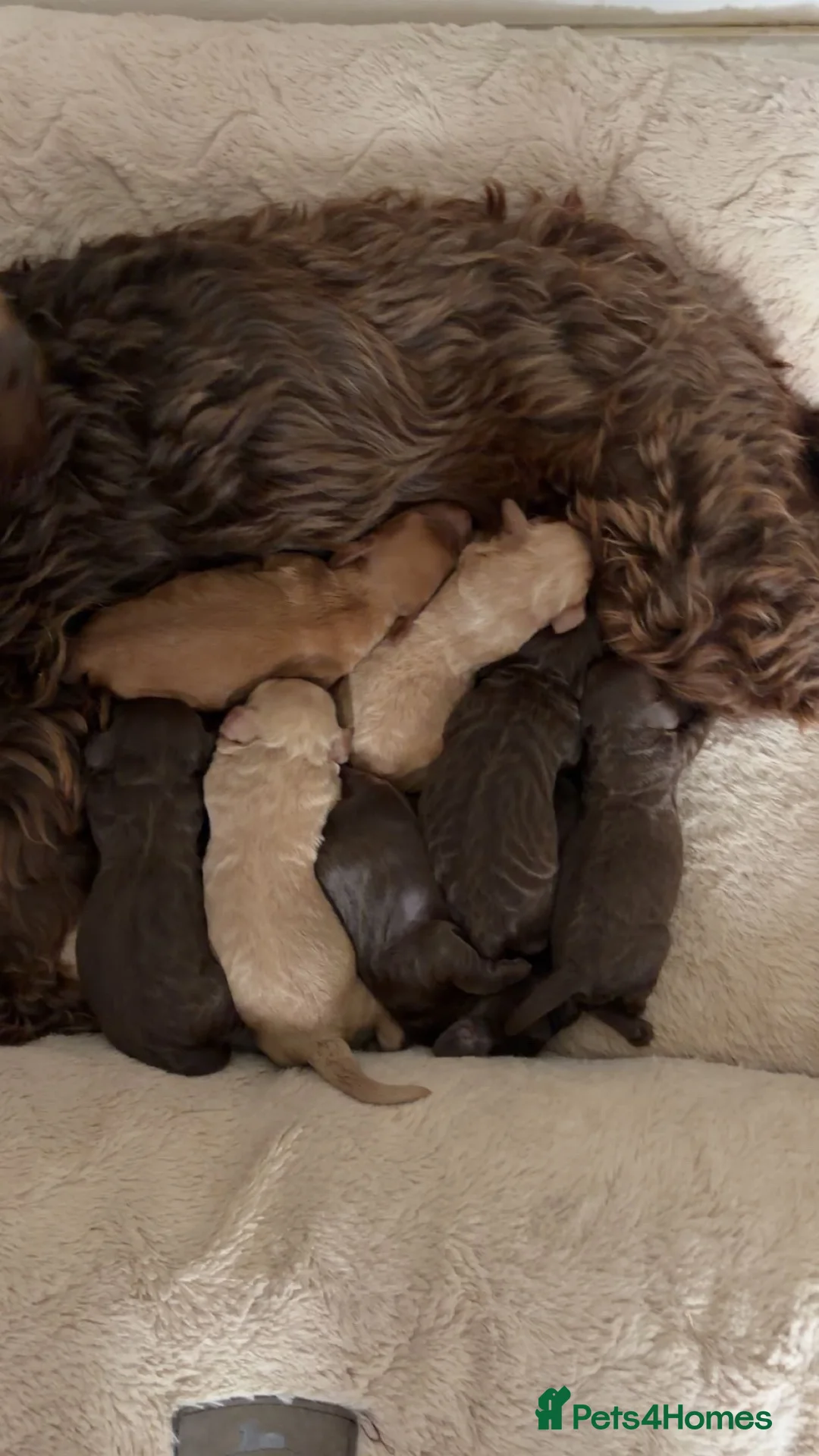 Cockapoo dogs for sale: Cockapoo puppies  - Advert 4